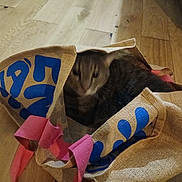 Tchoupi participe au concours pour gagner de l'argent avec cette photo : animal, blue_text, blurred_face, brown_floor, burlap_bag, cat, close_up, cozy, cute, domestic, fabric, feline, indoor, motion_blur, pet, pink_handles, playful, sitting, text_on_bag, wooden_floor