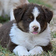 Aïce a rejoint le concours — aidez-le/la à gagner de superbes lots ! puppy, dog, grass, outdoor, animal, cute, fur, pet, canine, young, brown, white, lying, tongue, nature, adorable, blurred_background, small, fluffy, eyes