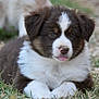 puppy, dog, grass, outdoor, animal, cute, fur, pet, canine, young, brown, white, lying, tongue, nature, adorable, blurred_background, small, fluffy, eyes
