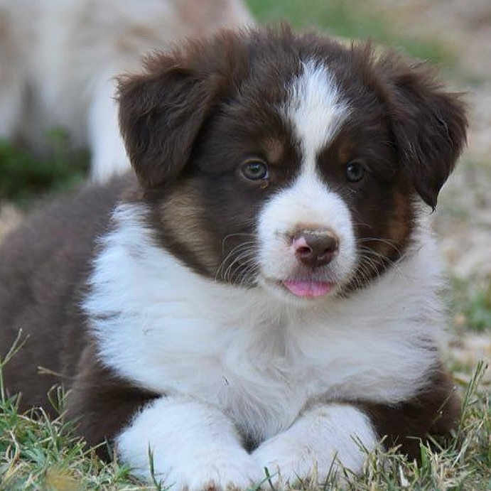 Aïce a rejoint le concours — aidez-le/la à gagner de superbes lots ! adorable, animal, blurred_background, brown, canine, cute, dog, eyes, fluffy, fur, grass, lying, nature, outdoor, pet, puppy, small, tongue, white, young