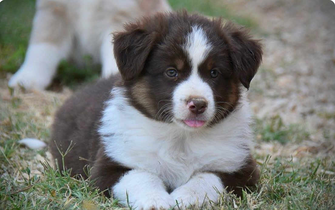Aïce a rejoint le concours — aidez-le/la à gagner de superbes lots ! puppy, dog, grass, outdoor, animal, cute, fur, pet, canine, young, brown, white, lying, tongue, nature, adorable, blurred_background, small, fluffy, eyes