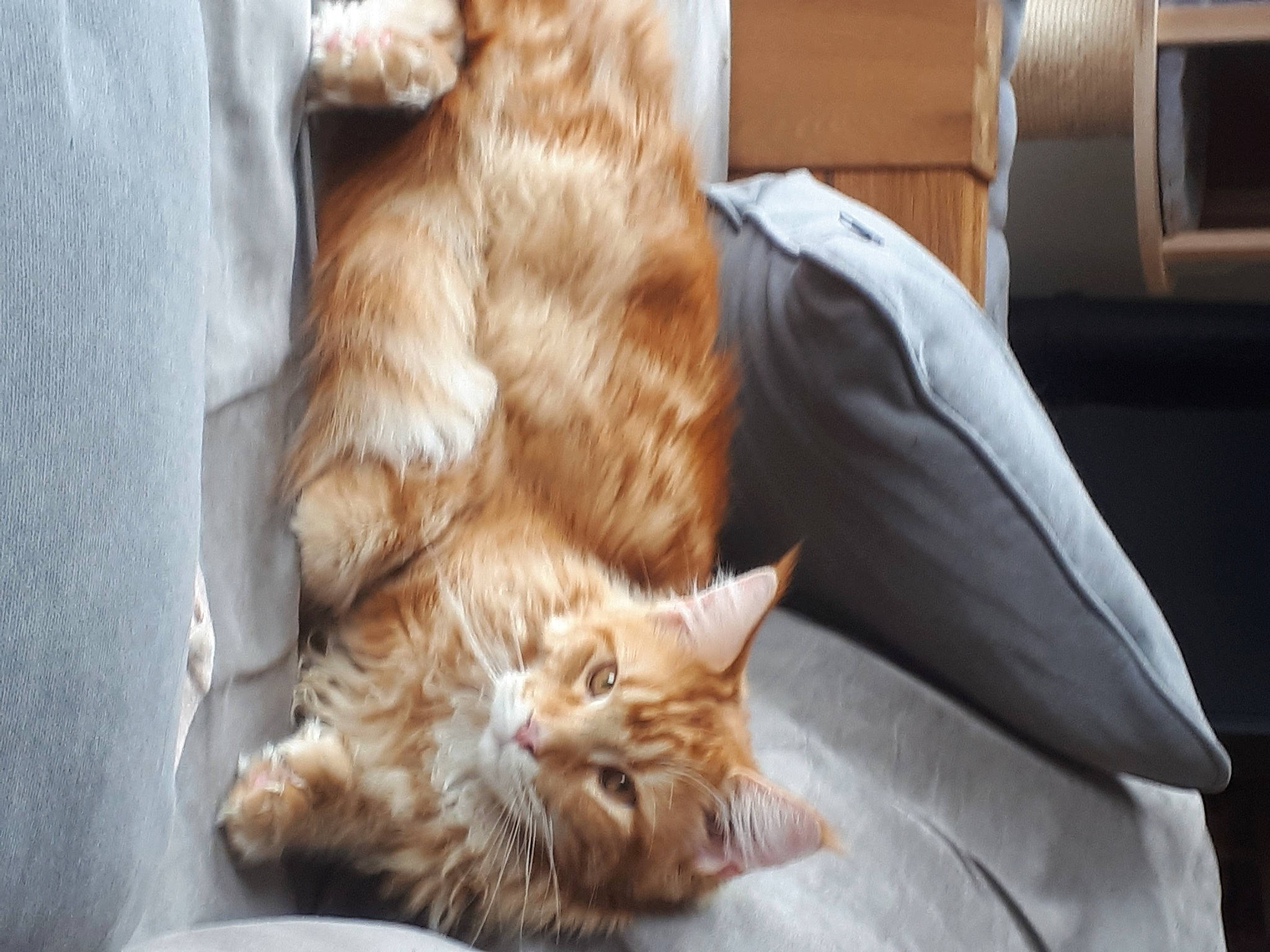 Rouxy participe au concours pour gagner de l'argent avec cette photo : carnivore, cat, claw, comfort, domestic_short_haired_cat, fawn, felidae, fur, liver, mammal, nap, paw, room, small_to_medium_sized_cats, snout, tail, terrestrial_animal, whiskers, wood