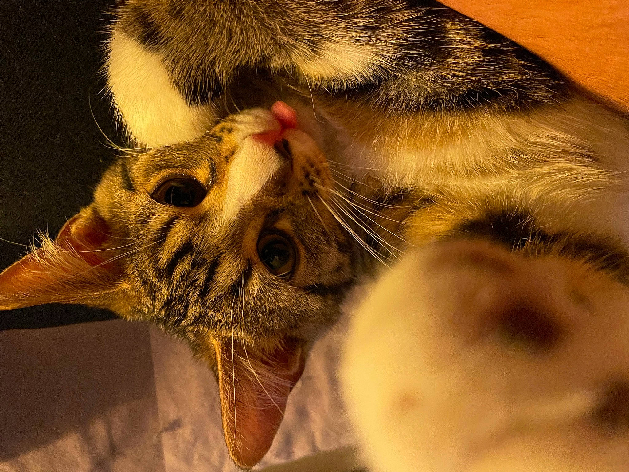 Ryuk participe au concours pour gagner de l'argent avec cette photo : arthropod, butterfly, carnivore, cat, close_up, eye, fawn, felidae, fur, human_body, insect, moths_and_butterflies, organism, paw, plant, pollinator, small_to_medium_sized_cats, snout, terrestrial_animal, whiskers