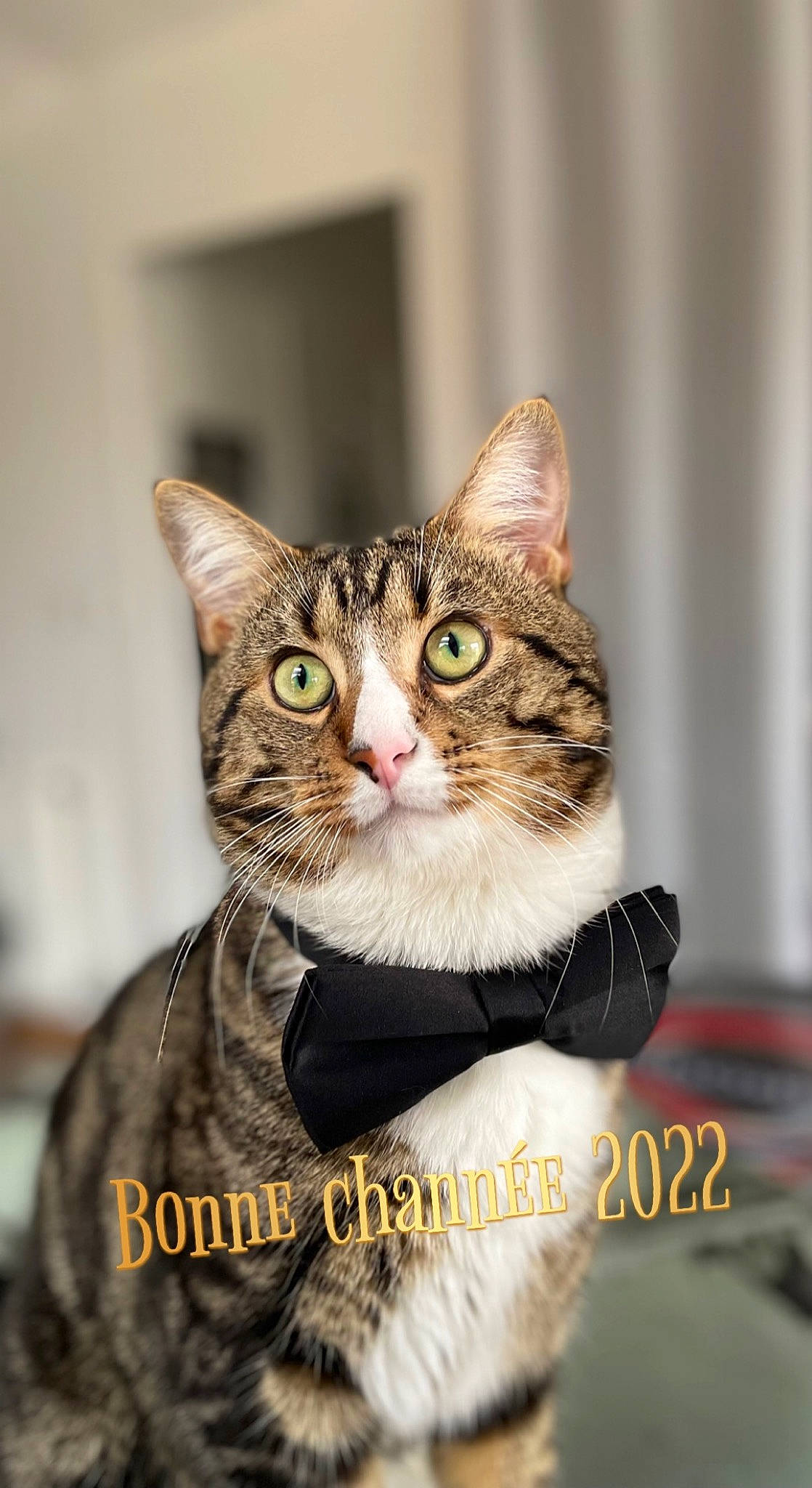 Ryuk a rejoint le concours — aidez-le/la à gagner de superbes lots ! art, carnivore, cat, domestic_short_haired_cat, event, felidae, fur, photo_caption, small_to_medium_sized_cats, snout, terrestrial_animal, whiskers, wildlife