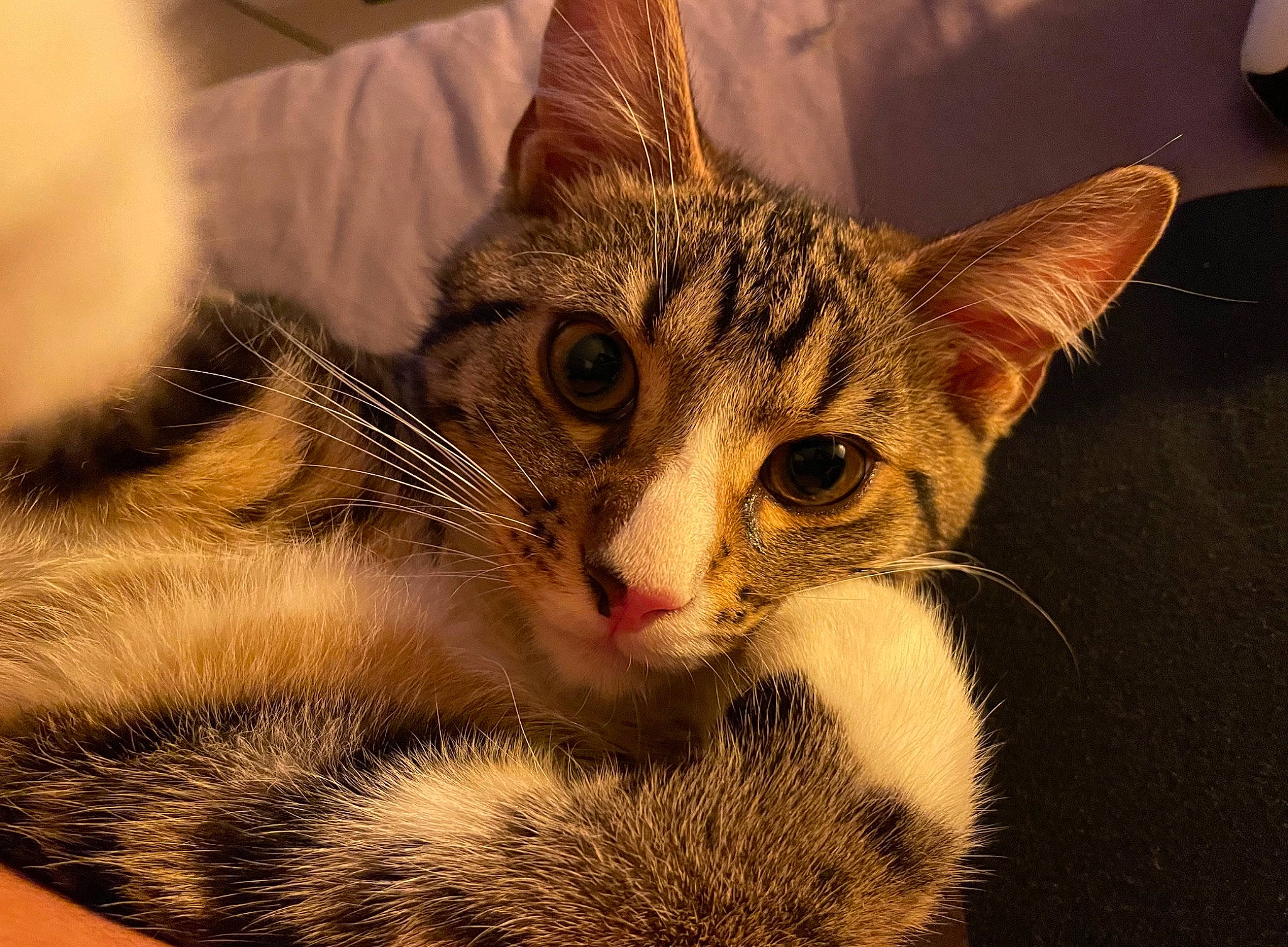 Ryuk a rejoint le concours — aidez-le/la à gagner de superbes lots ! carnivore, cat, claw, domestic_short_haired_cat, eye, eyelash, felidae, fur, head, human_body, iris, paw, small_to_medium_sized_cats, snout, terrestrial_animal, tree, whiskers, wildlife, window