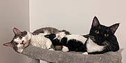 Mango a rejoint le concours — aidez-le/la à gagner de superbes lots ! cat, cats, black_and_white_cat, gray_and_white_cat, cat_tree, pet, animal, feline, indoor, resting, cute, whiskers, ears, fur, looking, relaxed, three_animals, perch, house_pet, domestic_animal