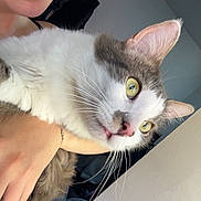 Mango participe au concours pour gagner de l'argent avec cette photo : person, cat, indoor, fluffy_cat, yellow_eyes, holding, smiling, closeup, face, pet, curious, feline, whiskers, casual, home, clothing_rack, neutral_wall, natural_light, portrait, candid