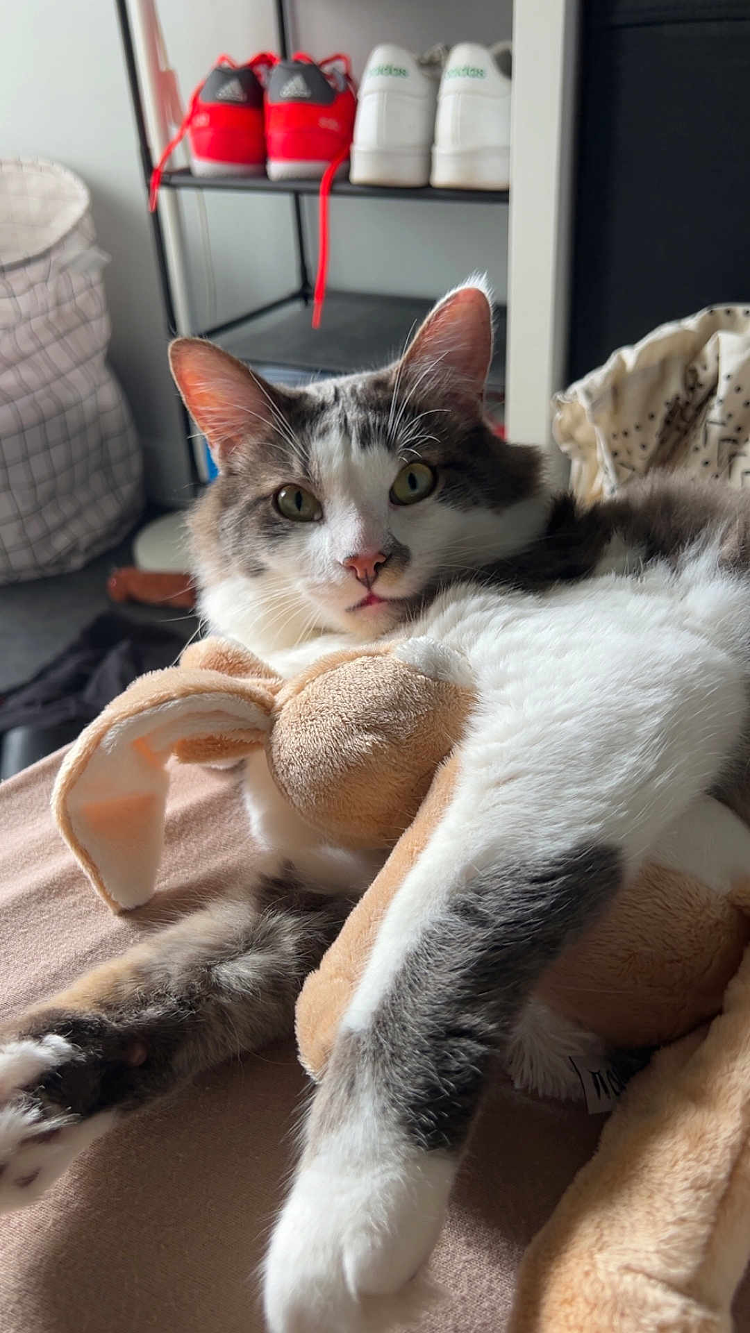 Mango participe au concours pour gagner de l'argent avec cette photo : cat, stuffed_toy, bunny, bed, paws, feline, indoor, shoe_rack, sneakers, red_shoes, white_shoes, fur, relaxed, cozy, pet, toy, home, animal, close_up, resting