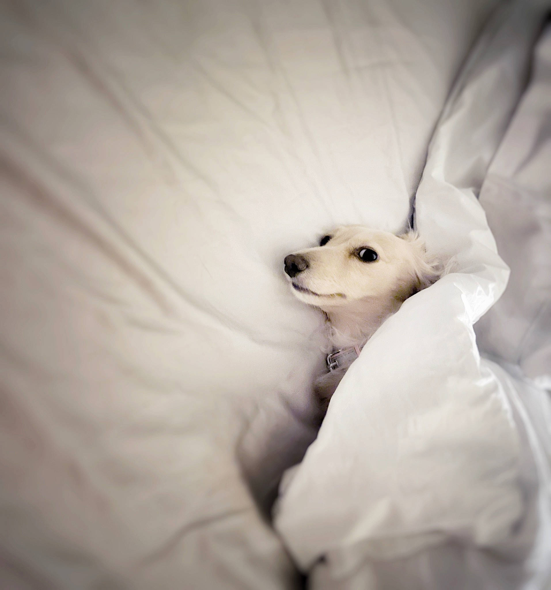 Pennylane is registered to the contest to win money with this photo: bed, canidae, carnivore, comfort, companion_dog, dog, dog_breed, fawn, felidae, fur, monochrome_photography, paw, snout, sporting_group, stuffed_toy, tie, toy, toy_dog, whiskers, wing