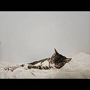 Tony The Tiger is registered to the contest to win money with this photo: animal, calm, cat, collar, cozy, cute, domestic_cat, feline, fluffy_blanket, indoor, laying_down, napping, peaceful, pet, relaxation, resting, sleeping, soft_texture, tabby, white_wall