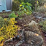 cat, tabby, animal, outdoor, garden, plants, mulch, sunlight, relaxed, feline, nature, rock, greenery, pet, leaf, shrub, daylight, resting, flora, backyard