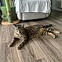 cat, tabby, indoor, floor, wood_floor, furniture, chair, cat_tree, pet, relaxed, sleeping, home, domestic_animal, mammal, whiskers, paws, tail, striped, resting, animal