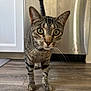 animal, appliance, cabinet, cat, close_up, curious, domestic_animal, feline, floor, green_eyes, home, indoor, kitchen, looking_at_camera, mammal, pet, standing, tabby, whiskers, wooden_floor