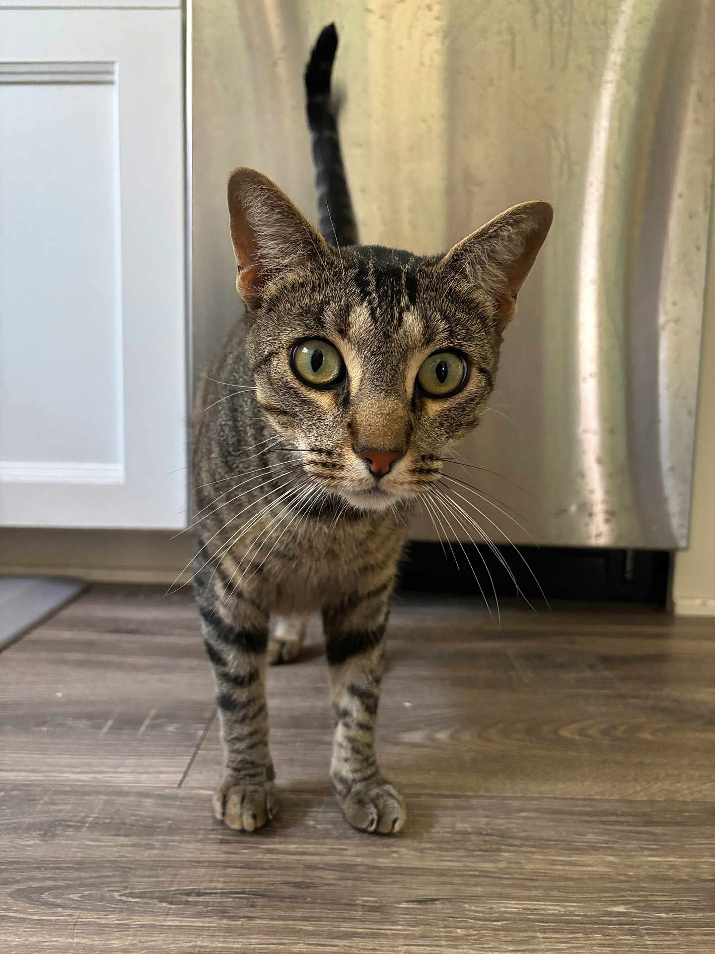 Kitty Boy