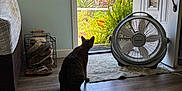 Kitty Boy is registered to the contest to win money with this photo: cat, tabby_cat, indoor, wooden_floor, open_door, garden, plants, fan, rug, slippers, basket, bed, blanket, plaid, curious, sunlight, shadow, wall, door_handle, peaceful