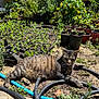 cat, garden, plants, potted_plants, seedlings, hose, sunlight, outdoor, soil, greenery, nature, pet, animal, tabby_cat, relaxing, daylight, flora, leaves, plant_nursery, shadows