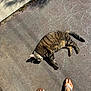 cat, tabby_cat, outdoor, sunlight, shadow, rug, concrete, feet, flip_flops, relaxation, animal, pet, striped, pavement, nature, summer, texture, quiet, casual, daylight