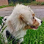 Vaiana participe au concours pour gagner de l'argent avec cette photo : animal, calm, canine, daylight, dog, ears, fluffy, fur, grass, grass_blades, greenery, harness, muzzle, nature, outdoor, pathway, pet, quiet, side_view, snout