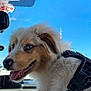 Vaiana participe au concours pour gagner de l'argent avec cette photo : animal, blue_sky, canine, car_interior, closeup, cute, dashboard, dog, fluffy, fur, happy, harness, pet, puppy, seatbelt, side_view, sunny_day, tongue_out, vehicle, window