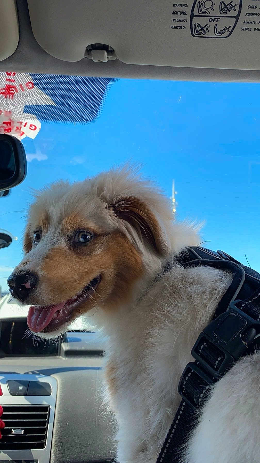 Vaiana participe au concours pour gagner de l'argent avec cette photo : animal, blue_sky, canine, car_interior, closeup, cute, dashboard, dog, fluffy, fur, happy, harness, pet, puppy, seatbelt, side_view, sunny_day, tongue_out, vehicle, window
