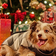 Rowdy joined the competition — help win amazing prizes! dog, sweater, christmas_tree, holiday, presents, decorations, lights, festive, tongue_out, cute, pet, indoors, fur, animal, celebration, cozy, smiling, background, blurred, cheerful