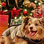 dog, sweater, christmas_tree, holiday, presents, decorations, lights, festive, tongue_out, cute, pet, indoors, fur, animal, celebration, cozy, smiling, background, blurred, cheerful