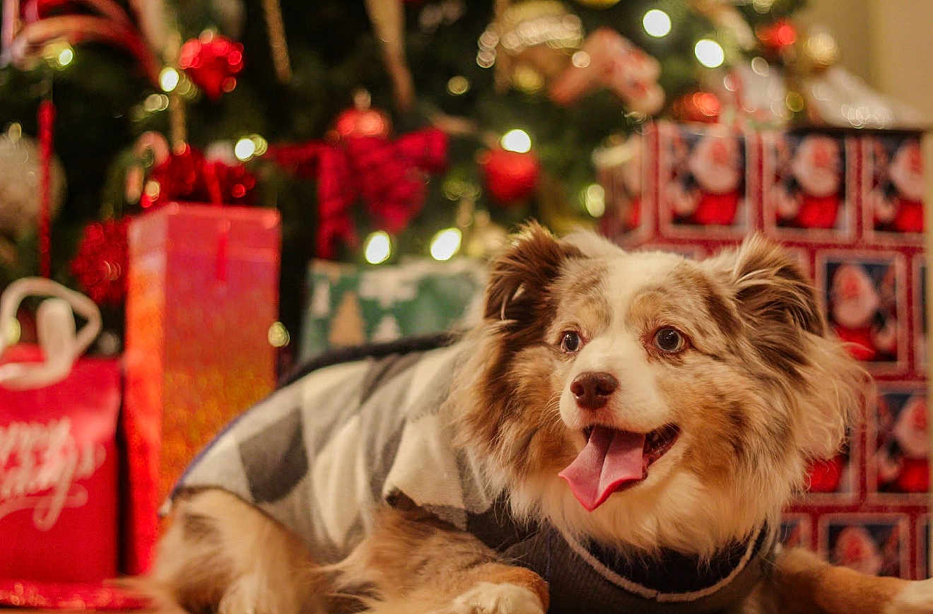 Rowdy joined the competition — help win amazing prizes! dog, sweater, christmas_tree, holiday, presents, decorations, lights, festive, tongue_out, cute, pet, indoors, fur, animal, celebration, cozy, smiling, background, blurred, cheerful