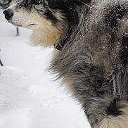 Diogi is registered to the contest to win money with this photo: animal, ball, blizzard, canine, cockerspaniel, collie, dog, eskimodog, football, husky, nature, outdoors, papillon, pet, puppy, snow, soccer, soccerball, storm, winter