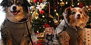 Diogi is registered to the contest to win money with this photo: accessories, animal, canine, christmas, christmasdecorations, christmastree, cockerspaniel, couch, dog, eskimodog, face, festival, furniture, husky, lighting, pet, plant, pottedplant, puppy, tree