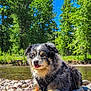Diogi joined the competition — help win amazing prizes! animal, canine, dog, grass, grove, land, nature, outdoors, park, pebble, pet, plant, puppy, rainforest, rock, scenery, soil, tree, vegetation, woodland