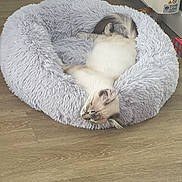 Félix a rejoint le concours — aidez-le/la à gagner de superbes lots ! cat, pet_bed, fluffy, sleeping, resting, indoor, floor, wooden_floor, cozy, comfortable, animal, fur, relaxing, domestic_cat, bed, feline, cute, peaceful, home, quiet
