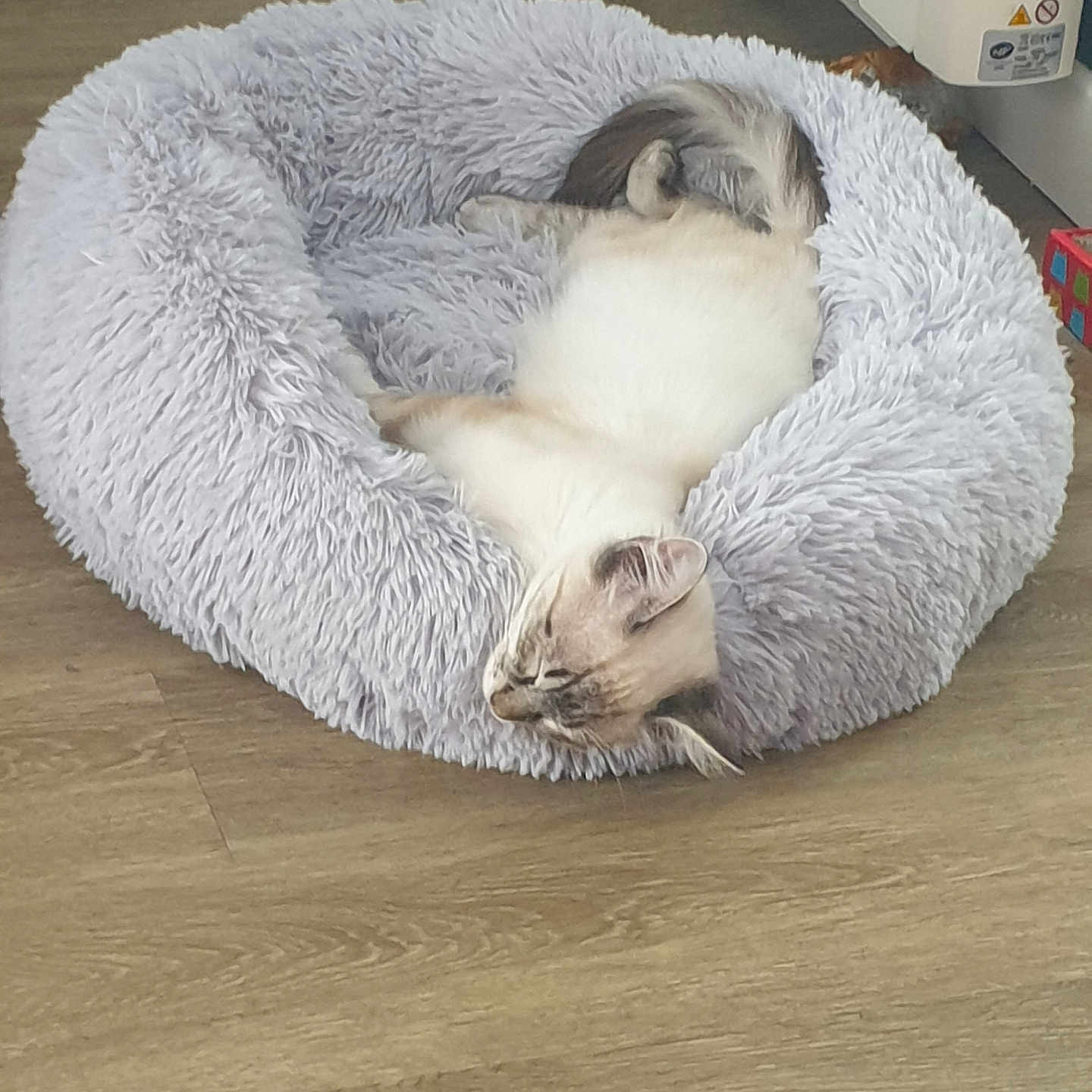Félix a rejoint le concours — aidez-le/la à gagner de superbes lots ! animal, bed, cat, comfortable, cozy, cute, domestic_cat, feline, floor, fluffy, fur, home, indoor, peaceful, pet_bed, quiet, relaxing, resting, sleeping, wooden_floor