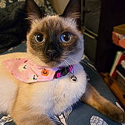 Pepper is registered to the contest to win money with this photo: animal, bandana, bell, cat, close_up, collar, curious, cushion, cute, fur, ghost, halloween, indoor, pattern, pet, pink, pumpkin, siamese, whiskers, wide_eyes