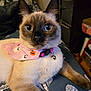 animal, bandana, bell, cat, close_up, collar, curious, cushion, cute, fur, ghost, halloween, indoor, pattern, pet, pink, pumpkin, siamese, whiskers, wide_eyes