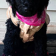 Coco joined the competition — help win amazing prizes! dog, black_dog, curly_hair, puppy, pink_bandana, pink_booties, polka_dots, jacket, clothing, pet, animal, cute, sitting, wooden_floor, indoor, portrait, adorable, fur, leash, accessories