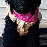 dog, black_dog, curly_hair, puppy, pink_bandana, pink_booties, polka_dots, jacket, clothing, pet, animal, cute, sitting, wooden_floor, indoor, portrait, adorable, fur, leash, accessories