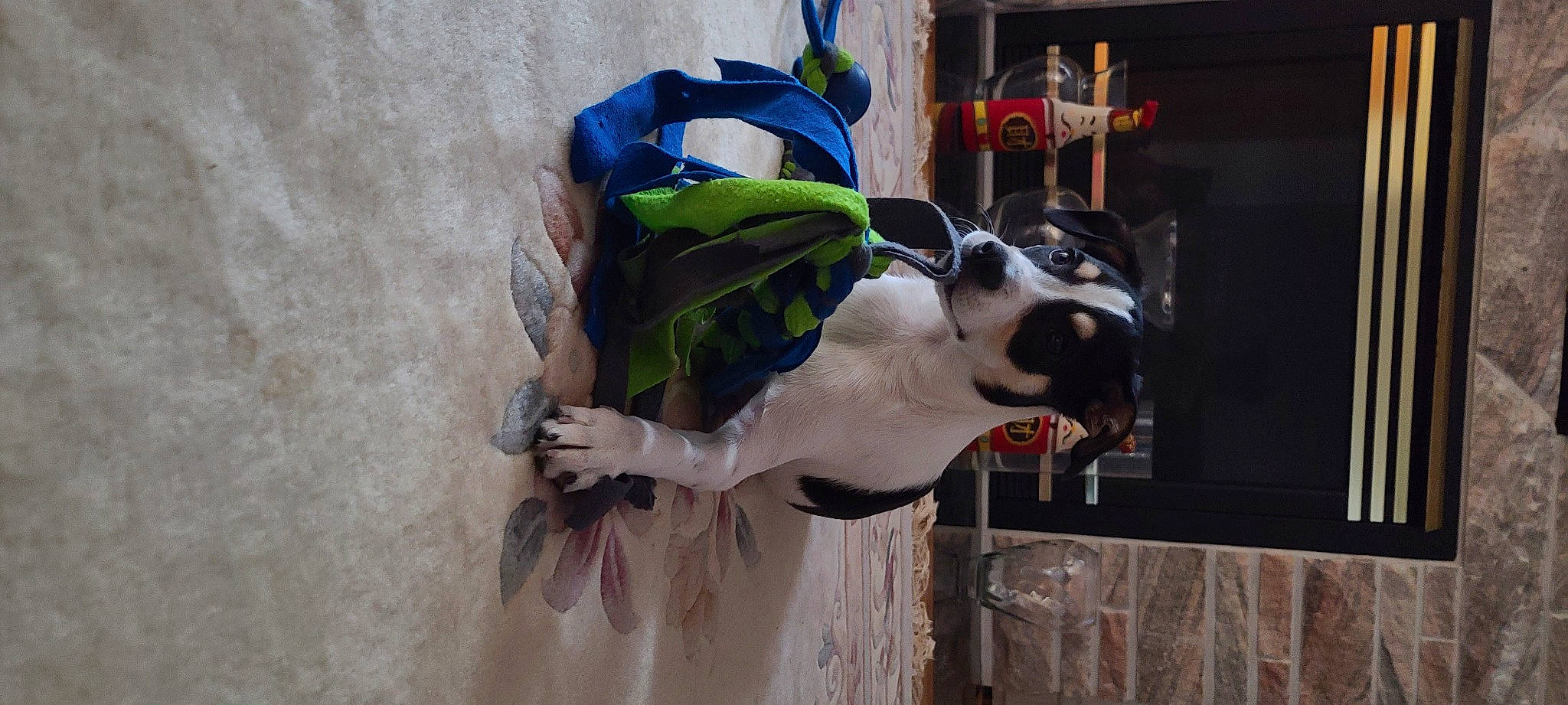 Boba is registered to the contest to win money with this photo: art, carnivore, collar, companion_dog, dog, dog_breed, dog_clothes, dog_collar, dog_supply, eyewear, fawn, leash, mammal, pet_supply, snout, sporting_group, street_fashion, sunglasses, vertebrate, working_animal