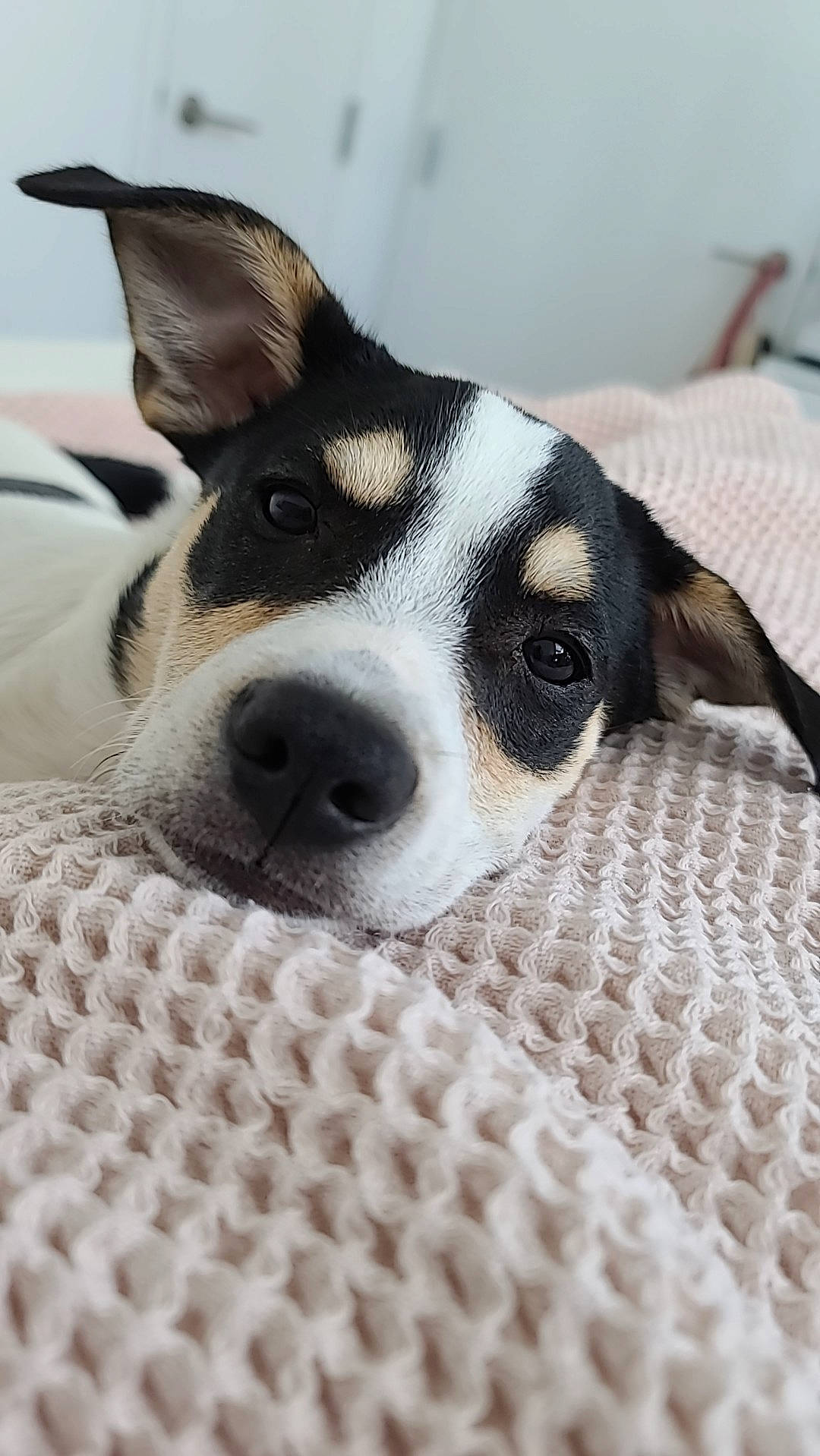 Boba joined the competition — help win amazing prizes! airplane, canidae, carnivore, comfort, companion_dog, dog, dog_breed, fur, linens, paw, puppy, snout, sporting_group, terrestrial_animal, terrier, whiskers, working_animal, woven_fabric