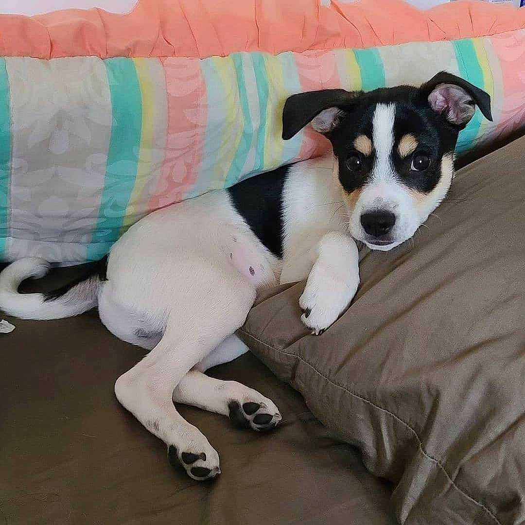 Boba is registered to the contest to win money with this photo: canidae, carnivore, chilean_fox_terrier, collar, comfort, companion_dog, couch, dog, dog_breed, dog_supply, linens, paw, puppy, small_terrier, snout, sporting_group, terrier, toy_dog, whiskers, working_animal