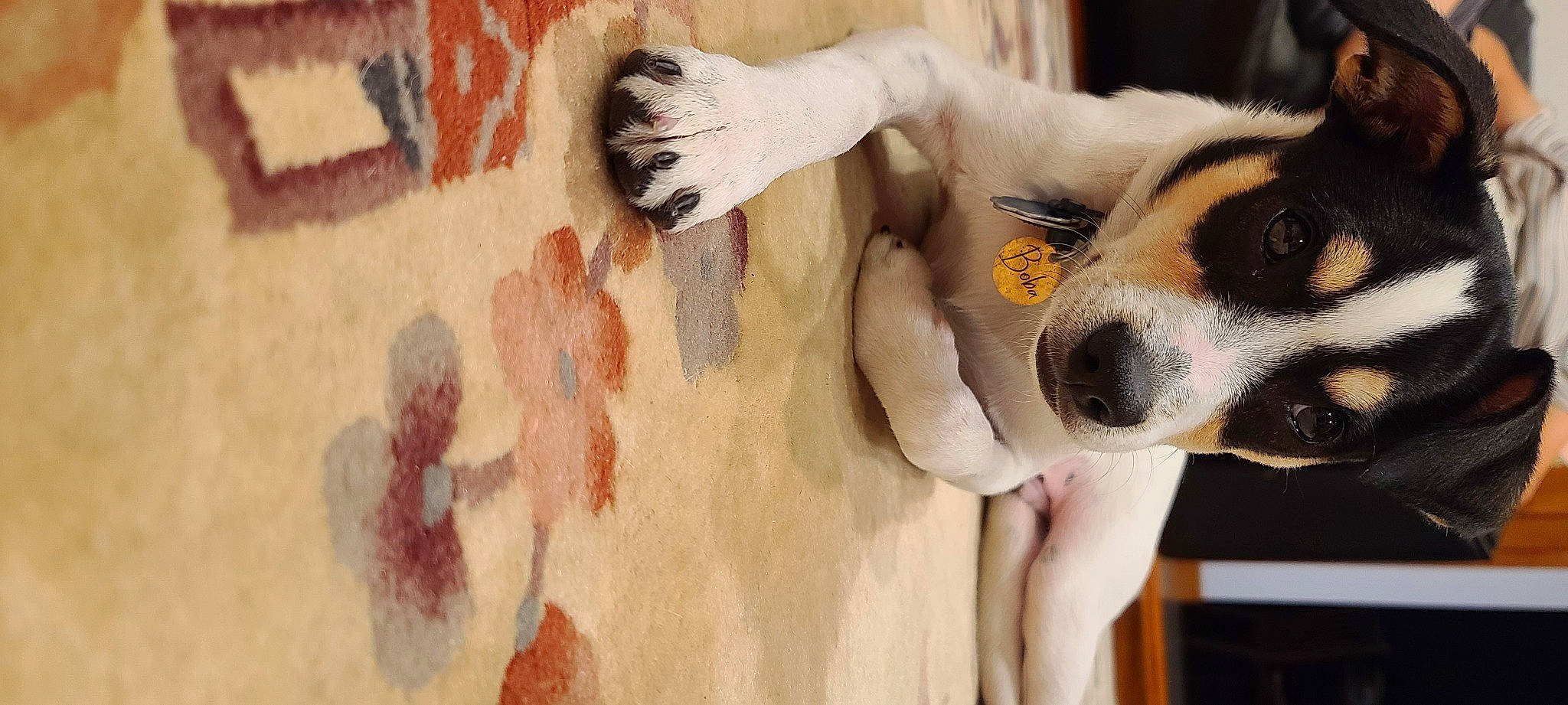 Boba is registered to the contest to win money with this photo: ball, carnivore, companion_dog, dog, dog_breed, door, fawn, felidae, football, fur, goggles, paw, plant, small_to_medium_sized_cats, snout, stuffed_toy, tail, whiskers, white, window