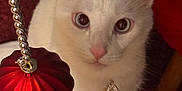 Apollo is registered to the contest to win money with this photo: cat, white_cat, pet, animal, feline, curious, looking_up, ornament, red_ornament, jewelry, pendant, maroon_carpet, indoor, close_up, cute, domestic_animal, whiskers, pink_nose, ears, paws