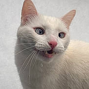 Apollo is registered to the contest to win money with this photo: cat, white_cat, close_up, animal, pet, feline, blue_eyes, pink_nose, whiskers, fur, cute, mouth_open, fangs, snowy_background, outdoor, portrait, animal_face, expression, fluffy, small_teeth