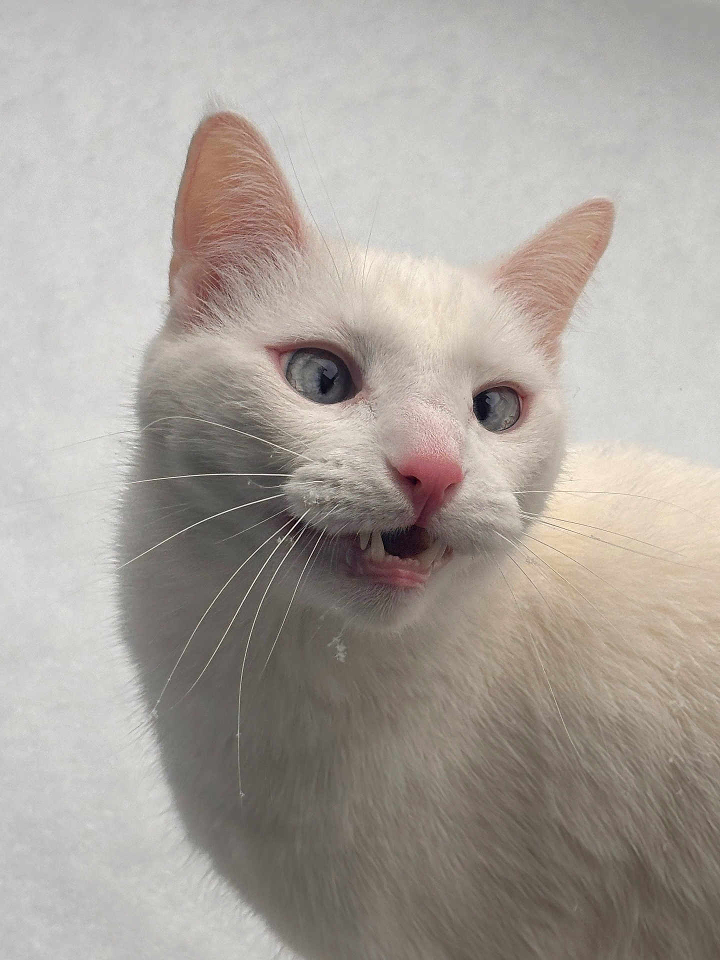 Apollo is registered to the contest to win money with this photo: cat, white_cat, close_up, animal, pet, feline, blue_eyes, pink_nose, whiskers, fur, cute, mouth_open, fangs, snowy_background, outdoor, portrait, animal_face, expression, fluffy, small_teeth