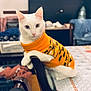 Apollo joined the competition — help win amazing prizes! cat, white_cat, orange_sweater, heterochromia, indoor, chair, table, pet, domestic_animal, looking_at_camera, feline, cozy, knitted_clothing, animal_portrait, blurred_background, home_interior, cute, sitting, paw, domestic_pet
