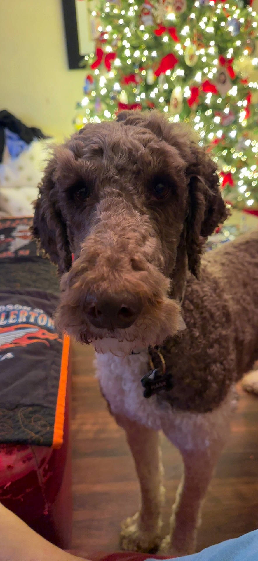 Hank is registered to the contest to win money with this photo: airedale_terrier, canidae, carnivore, collar, companion_dog, dog, dog_breed, dog_collar, dog_supply, event, fur, lakeland_terrier, pet_supply, snout, sporting_group, terrier, toy, water_dog, welsh_terrier, working_animal