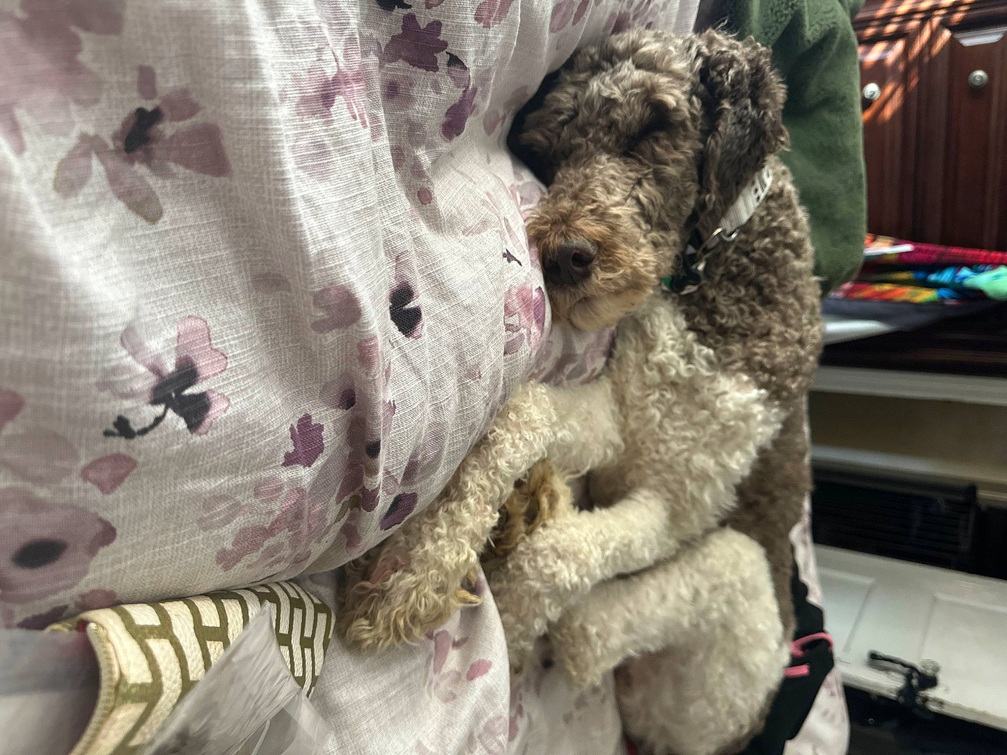 Hank is registered to the contest to win money with this photo: canidae, carnivore, companion_dog, curtain, dog, dog_breed, fawn, felidae, fur, linens, pattern, schnauzer, small_terrier, snout, sporting_group, stuffed_toy, terrier, textile, toy_dog, working_animal