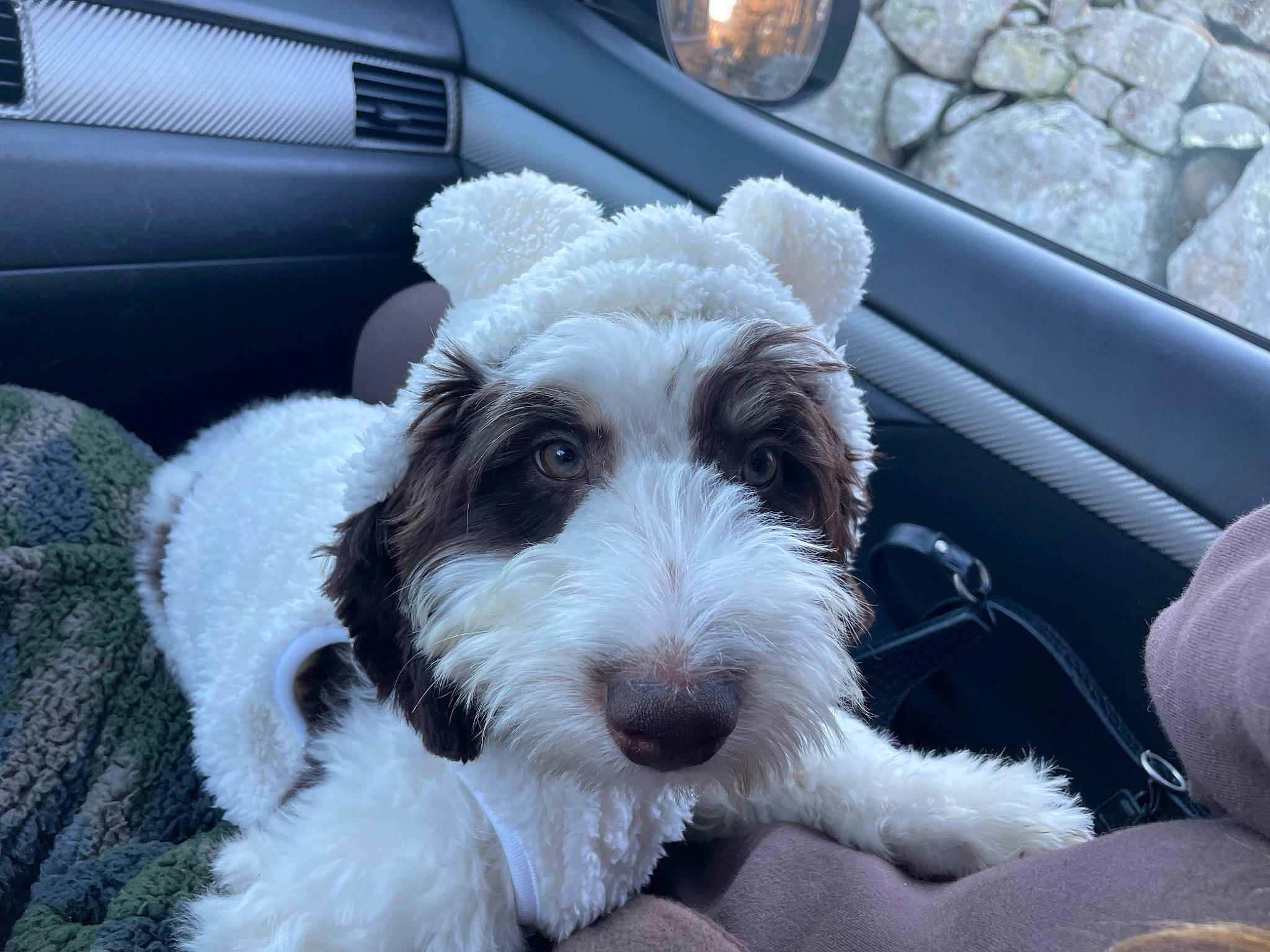 Lily is registered to the contest to win money with this photo: canidae, car, carnivore, companion_dog, dog, dog_breed, dog_collar, fur, labradoodle, maltepoo, schnauzer, small_terrier, snout, sporting_group, terrier, toy_dog, vehicle_door, water_dog, window, working_animal