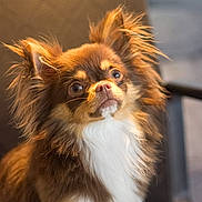 Joy a rejoint le concours — aidez-le/la à gagner de superbes lots ! dog, brown, white, long_hair, fluffy, pet, animal, chair, indoor, cute, ears, fur, portrait, attention, small_dog, sitting, domestic, soft_light, close_up, companion