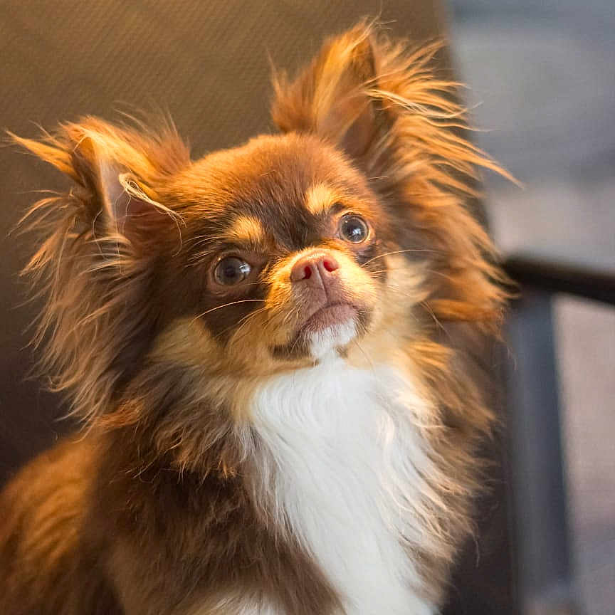 Joy a rejoint le concours — aidez-le/la à gagner de superbes lots ! animal, attention, brown, chair, close_up, companion, cute, dog, domestic, ears, fluffy, fur, indoor, long_hair, pet, portrait, sitting, small_dog, soft_light, white