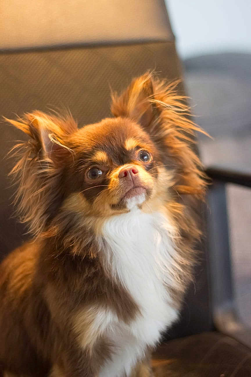 Joy a rejoint le concours — aidez-le/la à gagner de superbes lots ! dog, brown, white, long_hair, fluffy, pet, animal, chair, indoor, cute, ears, fur, portrait, attention, small_dog, sitting, domestic, soft_light, close_up, companion